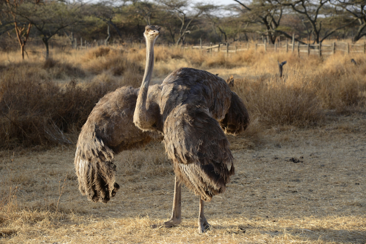 Ostrich : Addis Ababa to Langano Tour